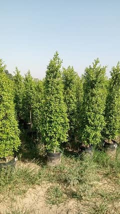 Cone ficus available for sale