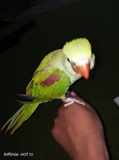 urgent for sale Kashmiri  parrot and Katha ki female