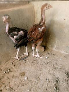aseel Sindhi chicks