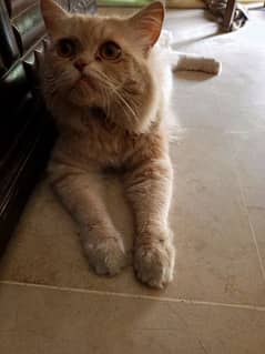 Persian cat male, video available