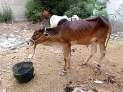Qurbani Bulls | Cow | wacha | Janwar | Desi cow|qurbani janwar | bakra