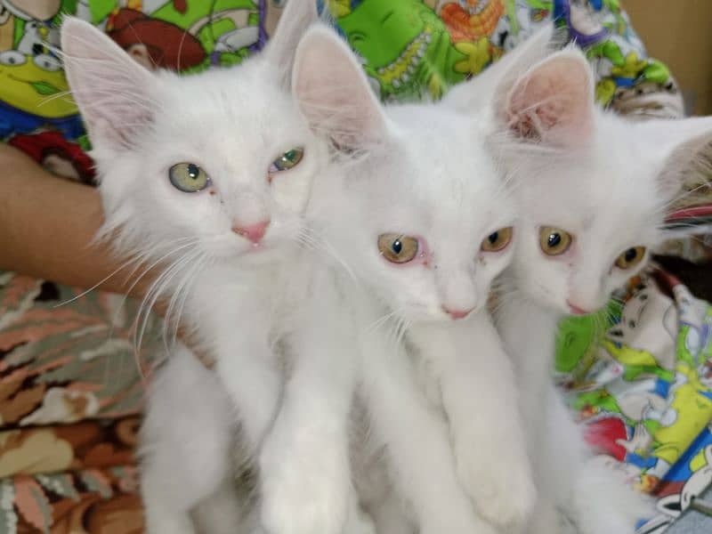 Triple Quote Persian kitten 1