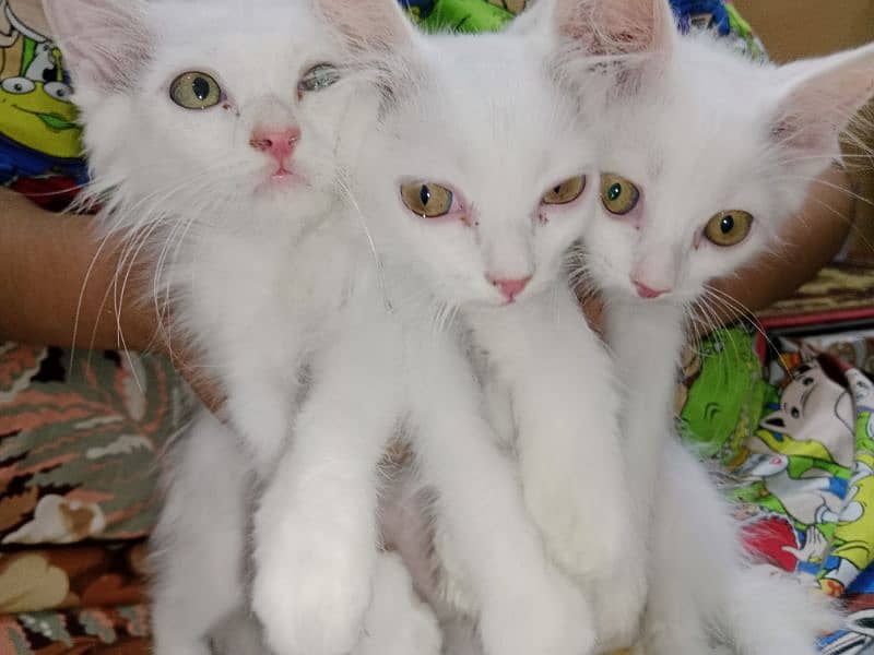 Triple Quote Persian kitten 2