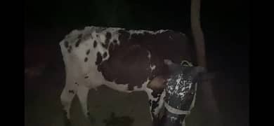 cross Cow Gay For Qurbani or home milk freezian and cholistani Cross