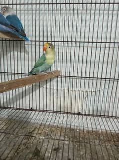 parblue split ino 6 months old looking like male