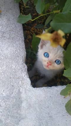 Persian kitten blue eyes