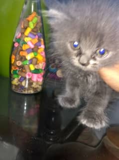 Adorable Persian kittens pair for sale,