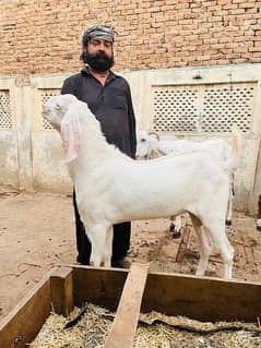 Rajan puri / Bakra /Goat For Sale / Makhi China Bakra / Qurbani janwar