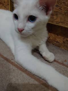 persian Kitten