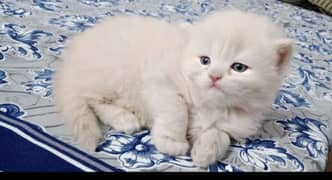 Persian cat white color
