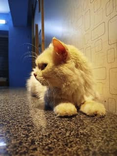 Persian Cat (Blue Eyes) for sale.