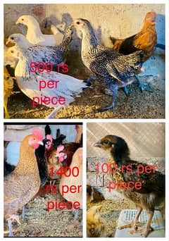 Golden/Silver Misri chicks  /Desi/egg laying hens/ murgi/pathi