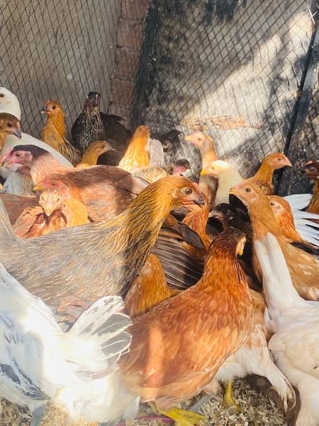 Golden/Silver Misri chicks  /Desi/egg laying hens/ murgi/pathi 1