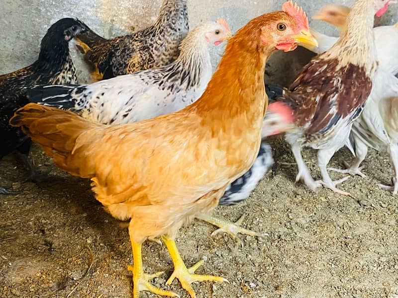 Golden/Silver Misri chicks  /Desi/egg laying hens/ murgi/pathi 2