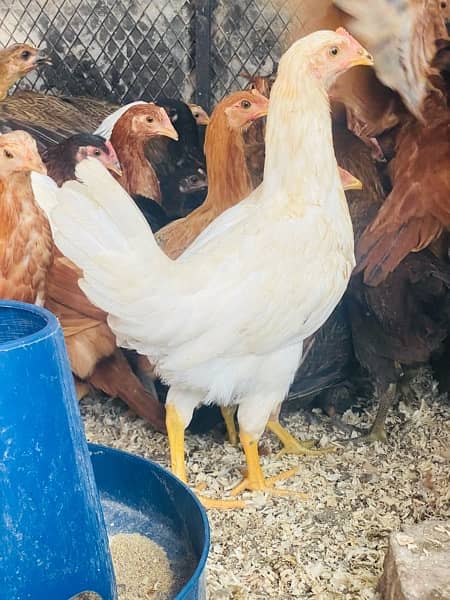 Golden/Silver Misri chicks  /Desi/egg laying hens/ murgi/pathi 3