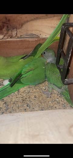 green parrot covered chick