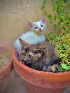 2 Persian kittens Healthy and active trained and adorable