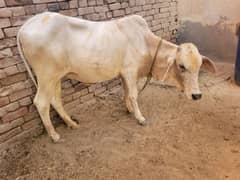 Khubsurat wachi 2dant qurbani k liye