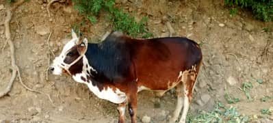 Bull baccha for Sale for Qurbani | بیل براۓ فروخت | Desi donda wacha