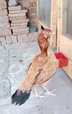 High quality Aseel murgi  hen  Miyawali breed