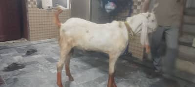 Bakra aur dumba available for sale