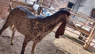 Goat For Sale/ Bakra Qurbani قربانی کے بکرے برائے فروخت