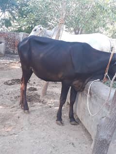 2 dant cow for sale