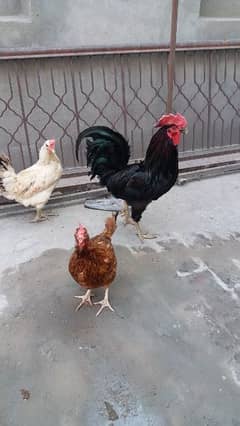 Hens for sale