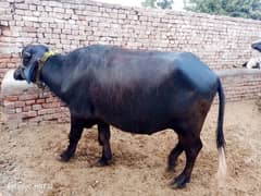 Bull heavy 9 man bull for Eid qurbani 2024 kata