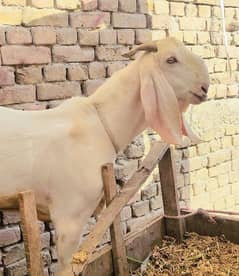 Bakra