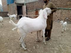 dasi beetal Bakra