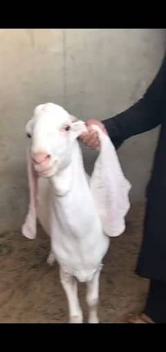 gulabi Bakra for sale hy qurbani k leye