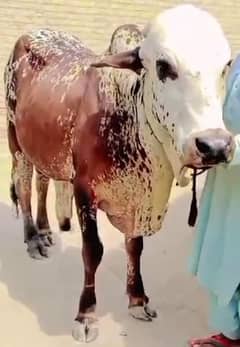 BAIL FOR QURBANI | BAIL FOR SALE | OX