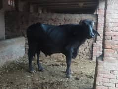 bull for sale