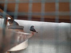 Finches