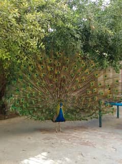 peacock