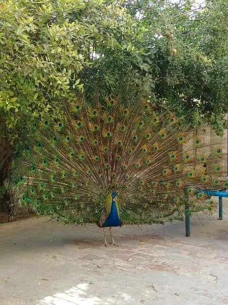 peacock 0