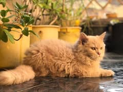 pure triple coted pursian cat in brownish colour