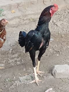 Aseel, hens are available for sale