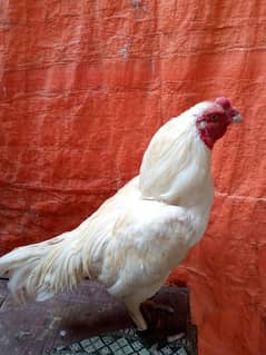 Aseel Heera pure white Punjab breed for sale
