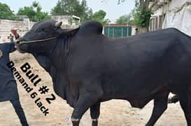 180k se 480k cattle BULL WERA WACHA COW CONTCT#03476585599/03104594900