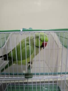 green parrot ringneck