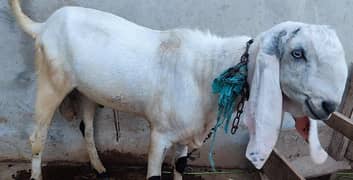 Healthy and Beautiful Bakra for Sale - Excellent Condition!