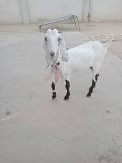 bakri for sale