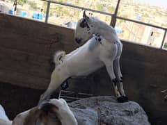 Qurbani Goat teddi