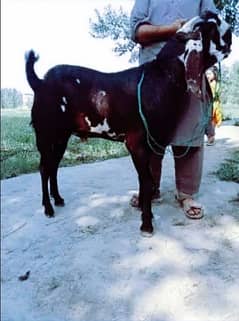 desi Bakra for sale/0328=27=41=035/