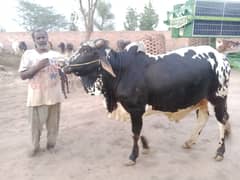 Qurbani Bulls | Cow | wacha | Janwar |qurbani janwar | Male cow