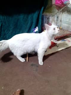 cat male available