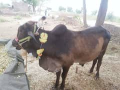 bull for Eid Al azha