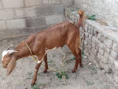 Bakra For Qurbani confirm 2 Wanda Wanda.